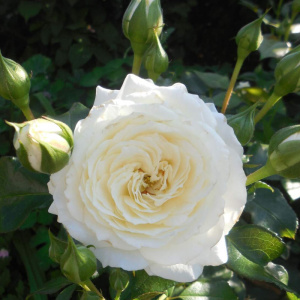роза чайковский (tchaikovski) флорибунда 