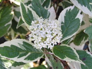 дерен белый sibirica variegata / cornus alba sibirica variegata