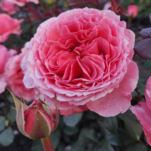роза лоран каброль (laurent cabrol) шраб