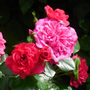 роза гартенпринцессин мари-хосе (gartenprinzessin marie-jose) флорибунда