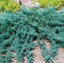 можжевельник горизонтальный agnes / juniperus horizontalis agnes 
