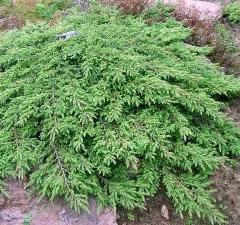 можжевельник обыкновенный repanda / juniperus communis repanda