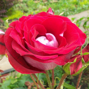 роза бэль де сегоза (belle de segosa) шраб