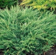 можжевельник горизонтальный andorra compactа /  juniperus horizontalis andorra compactа