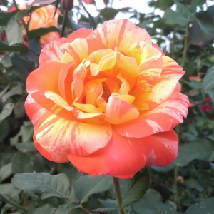 роза марвел (marvelle) ч/г