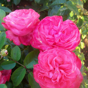 роза ля роз де молинар (la rose de molinard) шраб