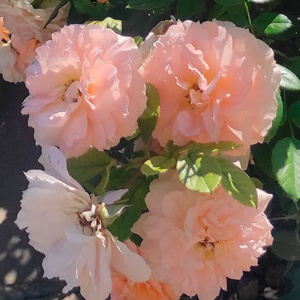 роза шоне фом зи (schone vom see) флорибунда