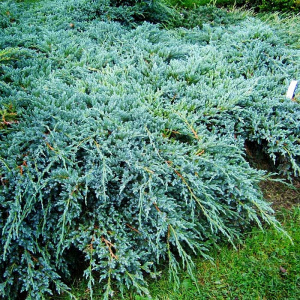 можжевельник  чешуйчатый блю карпет /  juniperus squamata blue carpet