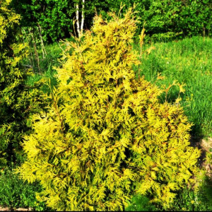 туя западная еллоу риббон / thuja occidentalis yellow ribbon