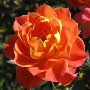роза спрей мандарин (mandarin)