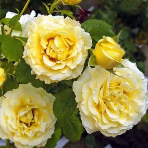 роза плетистая сирано де бержерак (cyrano de bergerac)