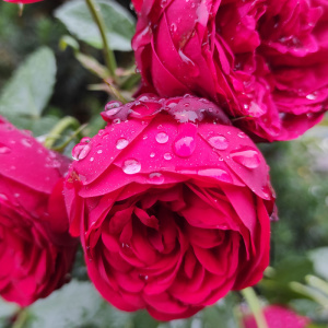 роза эрик таберли (eric tabarly) шраб