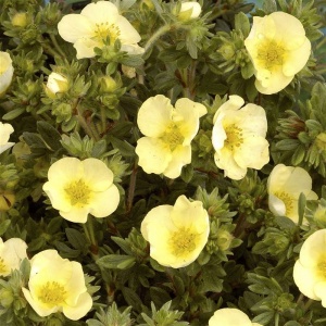 лапчатка  кустарниковая primrose beauty/ potentilla fruticosa primrose beauty