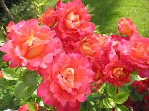 роза плетистая арлекин (arlequin)