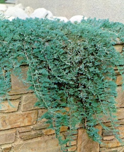 можжевельник горизонтальный glauca / juniperus horizontalis glauca