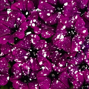 петуния surprise sparkling purple