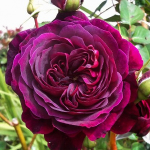 роза английская традескант (tradescant)