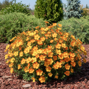 лапчатка кустарниковая orangissima