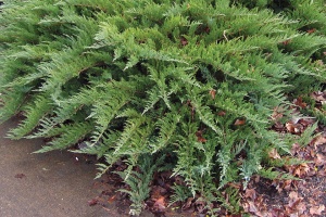 можжевельник казацкий tamariscifolia / juniperus sabina tamariscifolia