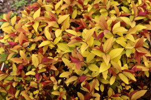 спирея японская (spiraea japonica "pink and gold")