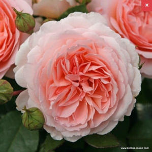 роза мерхенцаубер (marchenzauber) флорибунда