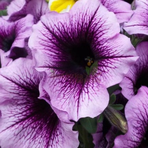 петуния prelude purple vein (семенная)