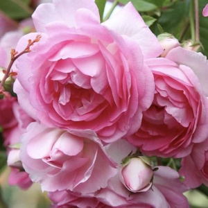 роза плетистая жасмина (jasmina)