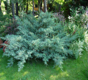 можжевельник виргинский hetz / juniperus virginiana hetz