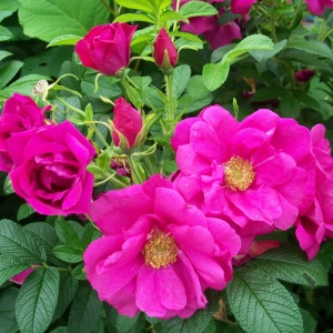 роза морщинистая, роза ругоза / rosa rugosa