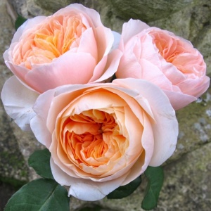 роза английская джульетта (juliet)