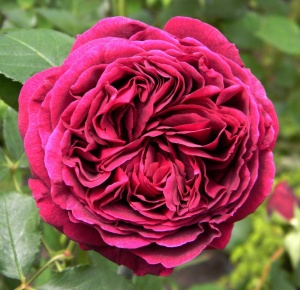 роза английская фальстафф (falstaff)