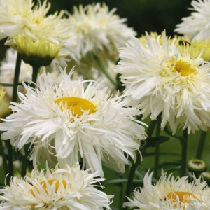 нивяник наибольший / leucanthemum maximum "crazy daisy"