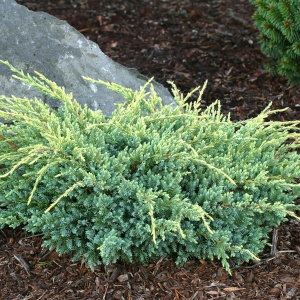можжевельник чешуйчатый холгер / juniperus squamata holger