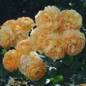 роза английская голден селебрейшн (golden celebration) 