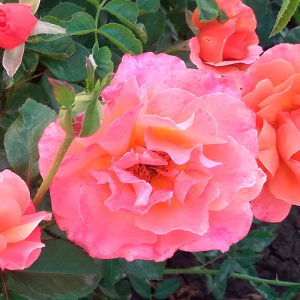 роза френези (frenesie) флорибунда