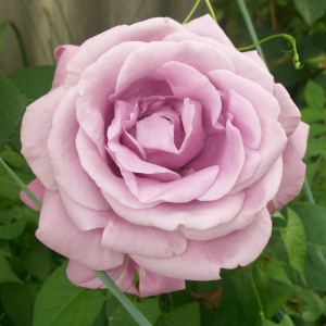 роза флоранс делатр (florence delattre) шраб