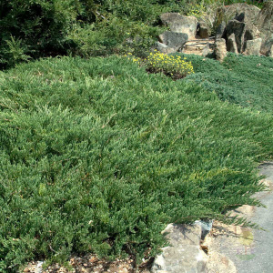 можжевельник горизонтальный youngstown / juniperus horizontalis youngstown