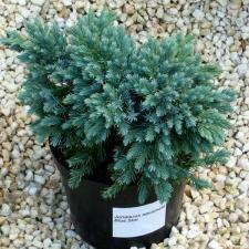 можжевельник  чешуйчатый  блю стар / juniperus squamata blue star 