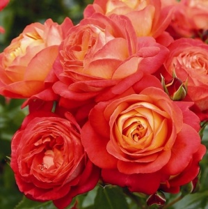 роза мидсаммер (midsummer) флорибунда