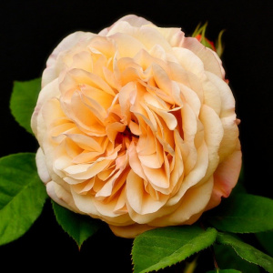 роза плетистая эприкот скай (apricot sky)