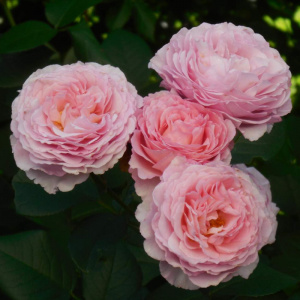 роза английская джеймс гэлвей (james galway)