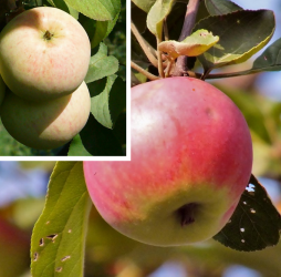 дерево-сад яблоня осенняя радость+память шевченко