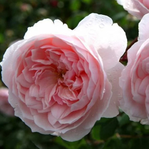 роза английская уизли (wisley) 