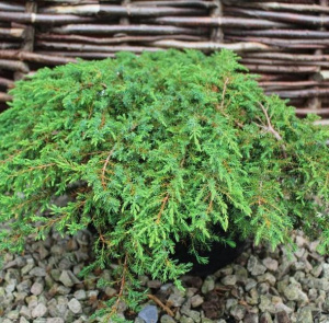 можжевельник обыкновенный грин карпет / juniperus communis green carpet 