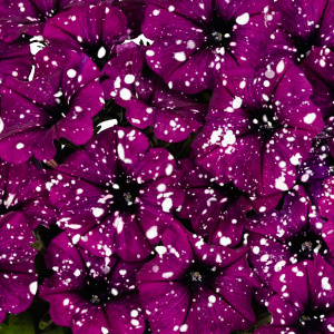 петуния surprise sparkling purple (вегетативная)