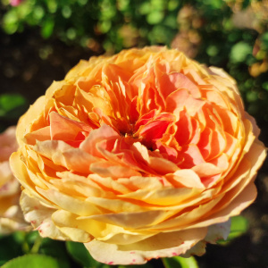 роза наталия фрайла (natalija frayla) флорибунда