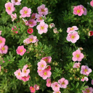 лапчатка кустарниковая pink paradise