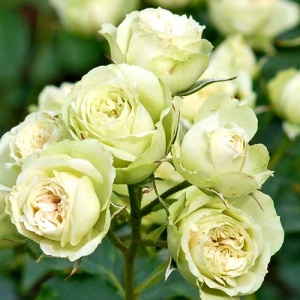 роза лавли грин (lovely green)