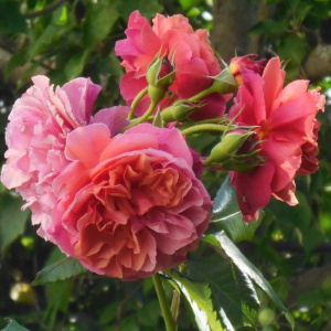 роза ладюре (laduree) шраб
