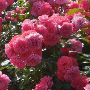 роза плетистая ютерсен розенкениген (jutersen rosenkenigen)